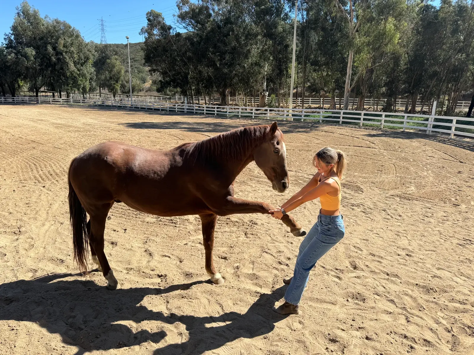 Iva holding Dexter’s raised front leg in an outdoor riding arena